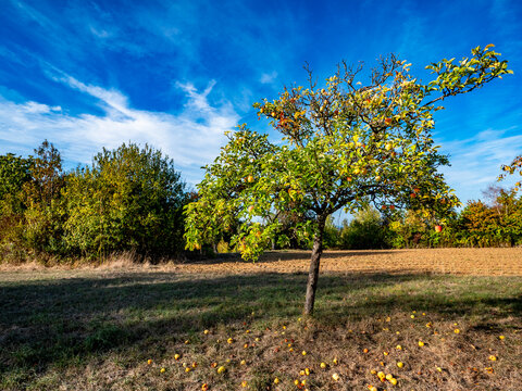 Reife &Auml;pfel an einem Apfelbaum