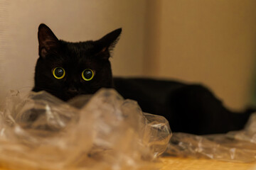 黒猫 © F.N