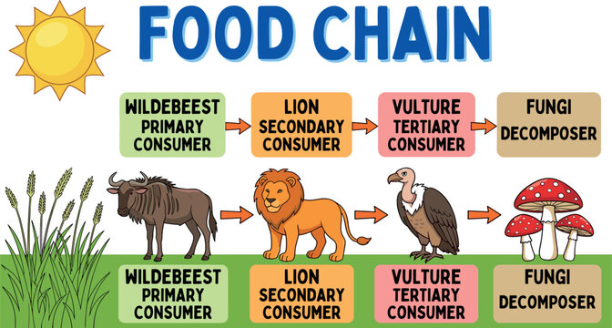 Educational Food Chain Diagram Showing Ecosystem Energy Flow from Grass to Wildebeest Lion Vulture and Fungi Decomposer Science Vector Illustration
