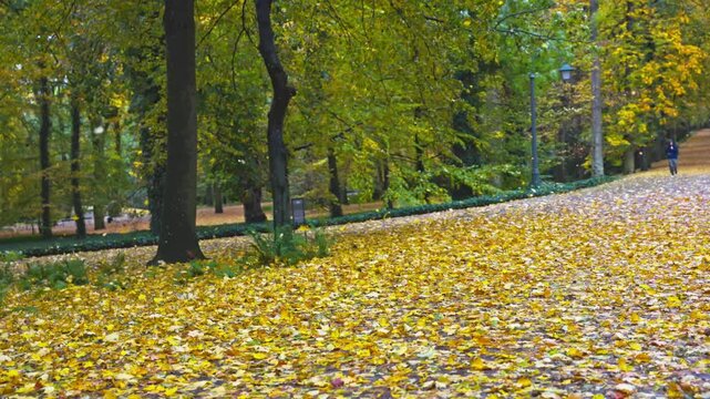 Strong wind blowing yellow autumn leaves off trees in a Lazienki park, Warsaw.