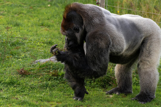 A Lowland Gorrila at Safari Park Beekse Bergen, Zoo in The Netherlands