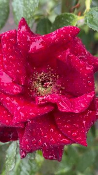 red rose with water drops