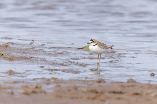 Collared Plover (Charadrius collaris) by the riverbank.