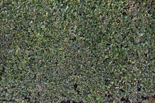 Lush green foliage densely covering a wall or fence, forming a vibrant natural background texture with countless small leaves and branches