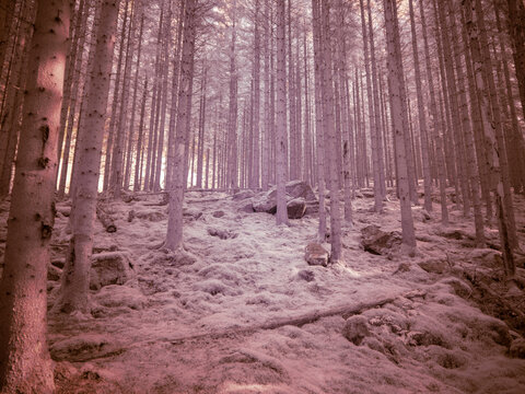 Infrared capture of a forest scene with tall trees and ground vegetation under an infrared filter