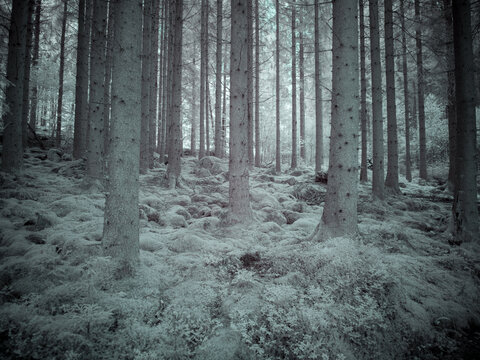 Nature scene captured using an infrared filter showcasing trees and undergrowth in a forest