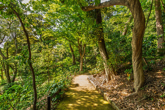 Quiet walking path flanked by unique twisted tree trunks at Higo Hosokawa Garden May 2024