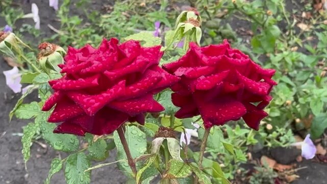  Two red roses with raindrops after the rain