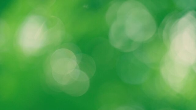 Warm morning sunbeams glowing through vibrant swaying foliage, distinct dancing bright bokeh, lively organic presentation overlay