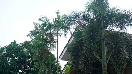 Cluster of tall palm trees growing beside a house rooftop. © anungcamui