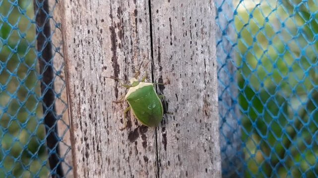 Southern green shield bug climbing on a rustic wood post in the garden