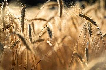 Obraz premium Ripe wheat ears glowing in golden field