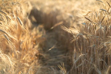 Obraz premium Narrow path through ripe golden wheat field