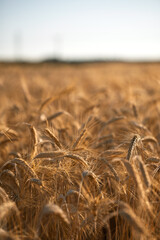 Obraz premium Golden wheat field under pale summer sky