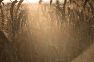 Obraz premium Ripe wheat heads backlit by warm sunlight
