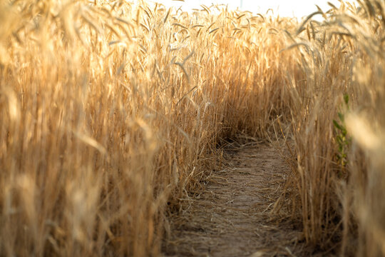 Narrow trail through dense ripe wheat field