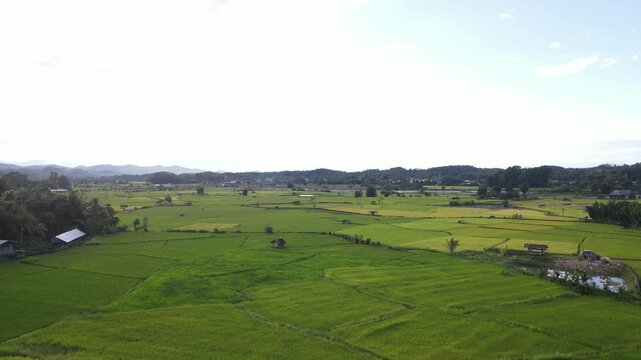 Lush Green Rice Field Rural Landscape with Tropical Countryside, Blue Sky, Distant Mountain, Agriculture, Natural Beauty, Outdoor Summer Farmland, Scenic View, Tranquil Atmosphere, Scattered Trees