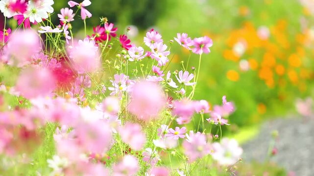 風に大きく揺れる花。カラフルで華やかな花畑。秋の公園や花壇を彩るコスモスのある風景。自然風景素材。