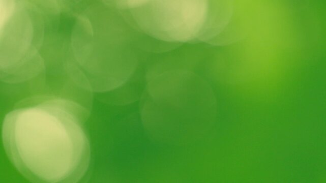 Fresh morning sunlight glowing through soft green leaves, large gentle lime green bokeh, peaceful organic textured background element with copy space