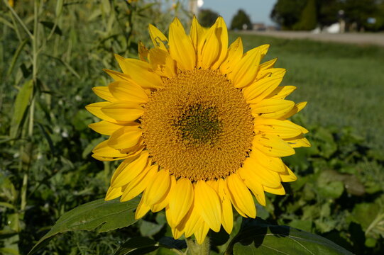 sunflower in the field