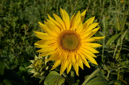 sunflower in the field