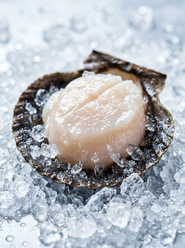 Fresh raw scallop served in a shell on a bed of crushed ice.