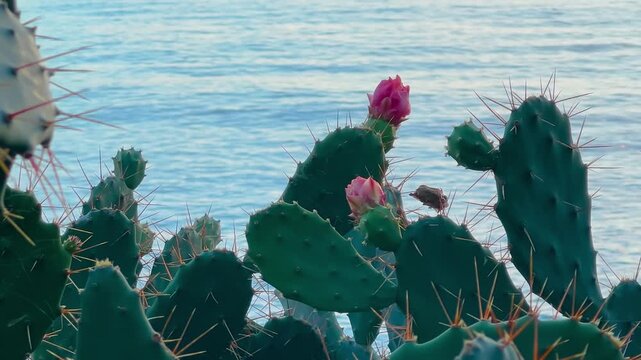 Close up view of blooming prickly pear cactus with pink flowers against the blue Adriatic Sea. Spiny green pads contrasting with calm water in a Mediterranean coastal setting