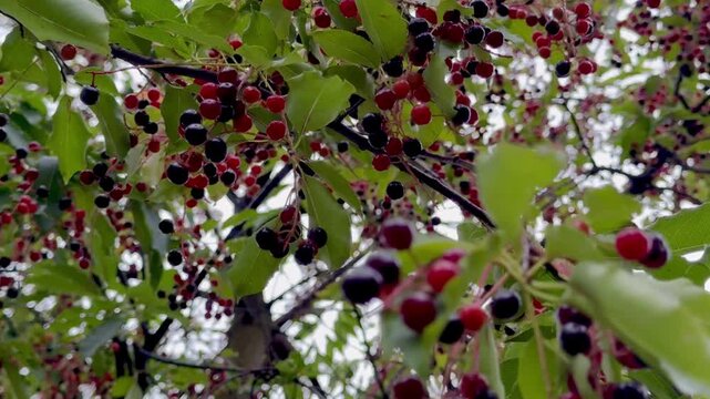 red currant bush