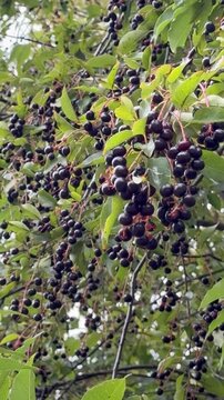 Background of green leaves and black berries