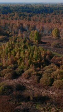 Drone footage of vast autumn woodland with wetlands, shrubs and open meadows under clear sky in the Ural region, Russia, showing colorful fall foliage and nature
