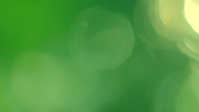 Warm morning sunlight illuminating smooth green foliage, large soft glowing bokeh, minimalist organic presentation backdrop with copy space