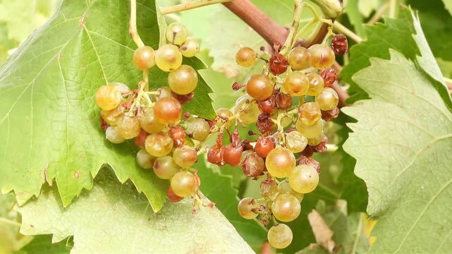 The grapes&mdash;those left behind after the harvest&mdash;are nonetheless cradled by the wind, bronzed by the sun, and enjoyed by the birds.