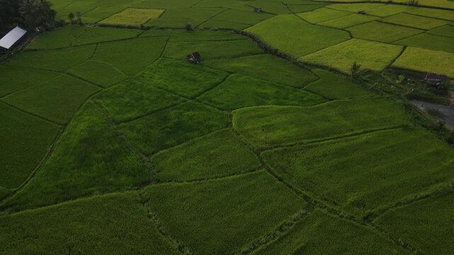 Aerial view green rice field rural landscape agriculture countryside farmland lush summer outdoor natural scenic peaceful lush vegetation pattern growth food production