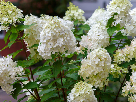 The Hydrangea paniculata inflorescence is close. Panicle hydrangea Touch of Pink blooms in the autumn garden.