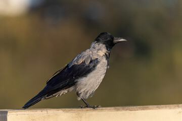 Obraz premium Hooded Crow Corvus Cornix Perched in Warm Sunlight with Soft Natural Background
