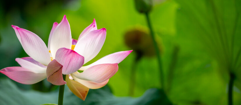 Lotus pond. Water lily close up. Sacred lotus flower in Buddhism. Calmness and tranquility. Spa treatments, yoga, meditation. Tropical nature.