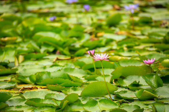 Lotus pond. Water lily close up. Sacred lotus flower in Buddhism. Calmness and tranquility. Spa treatments, yoga, meditation. Tropical nature.