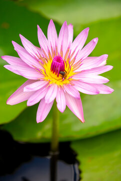 Lotus pond. Water lily close up. Sacred lotus flower in Buddhism. Calmness and tranquility. Spa treatments, yoga, meditation. Tropical nature.