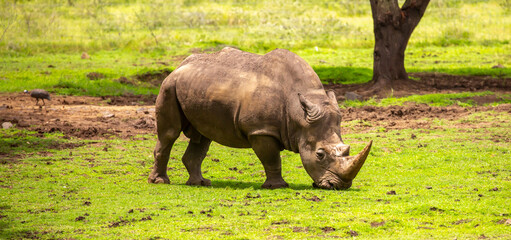 A rhinoceros grazing on a green meadow in the African savannah. A close-up of a rhinoceros in the wild. African safari. © Vera