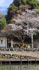 sakura flower at side of lake © Nisrina