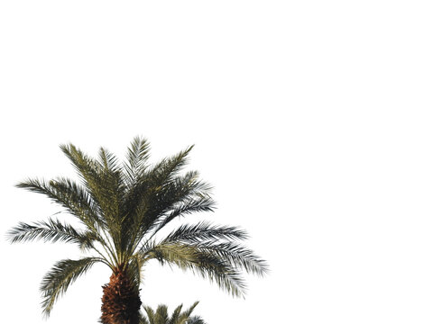 palm tree Isolated on transparent background 