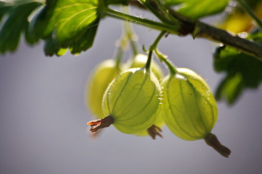 Stachelbeeren