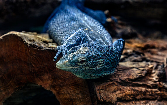 Blue tree monitor on the hollow beam. Latin name - Varanus macra