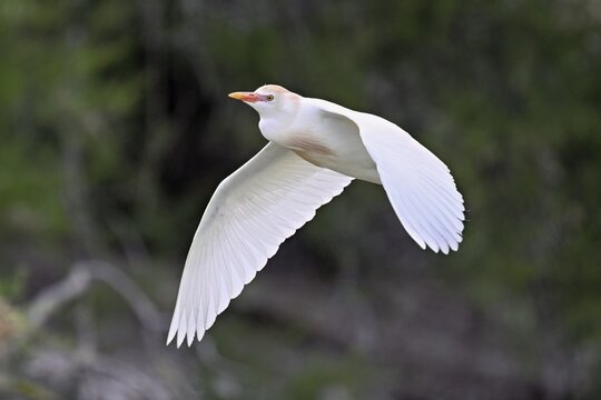 A cattle egret (Bubulcus ibis) in breeding plumage in flight, Camargue, southern France