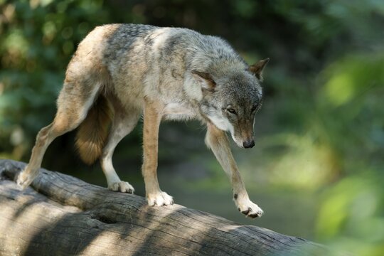 European gray wolf (Canis lupus) walking over a tree trunk, Germany
