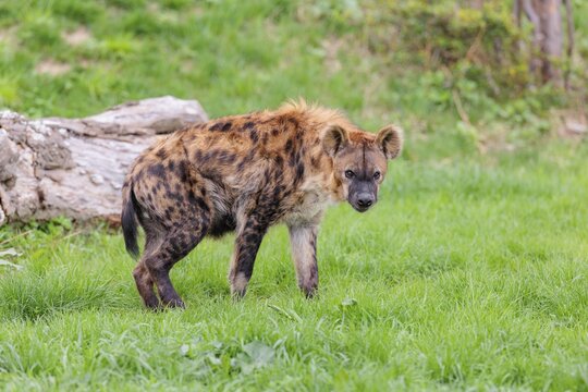 An adult female Spotted Hyena (Crocuta crocuta) stands in a green meadow