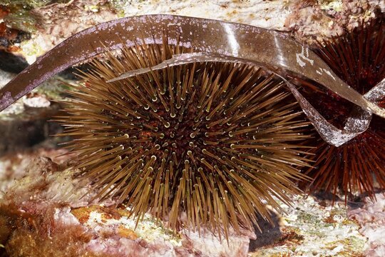 A sea urchin, rock sea urchin (Paracentrotus lividus) with long, thin spines between seaweed and plants in the Mediterranean near Hy&egrave;res, Giens peninsula diving site, Porquerolles, Provence, C&ocirc;te d'Azur, France