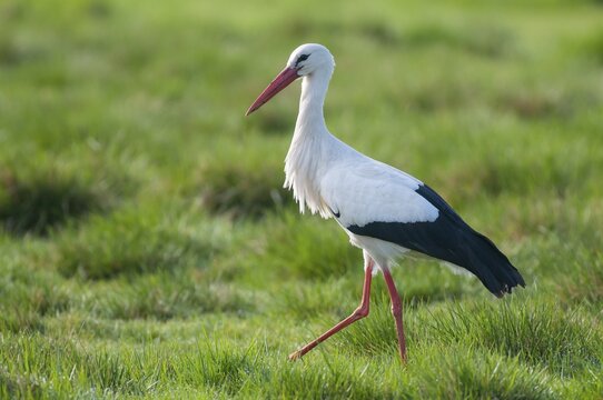 White stork (Ciconia ciconia) striding in a wet meadow, Lake D&uuml;mmer, Ochsenmoor, Lembruch, Lower Saxony, Germany