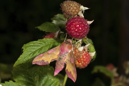 Deilephila porcellus, little wine enthusiast, small elephant hawk moth, sphingidae, flew off, butterfly, insects, moths, moths, moths, moths, butterfly, swarmer
