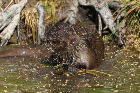 A playful otter splashes water as it occupies itself with plants in the water, European otter (Lutra lutra) Germany